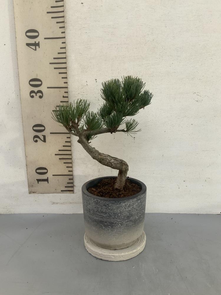 盆栽  五葉松 Table-M