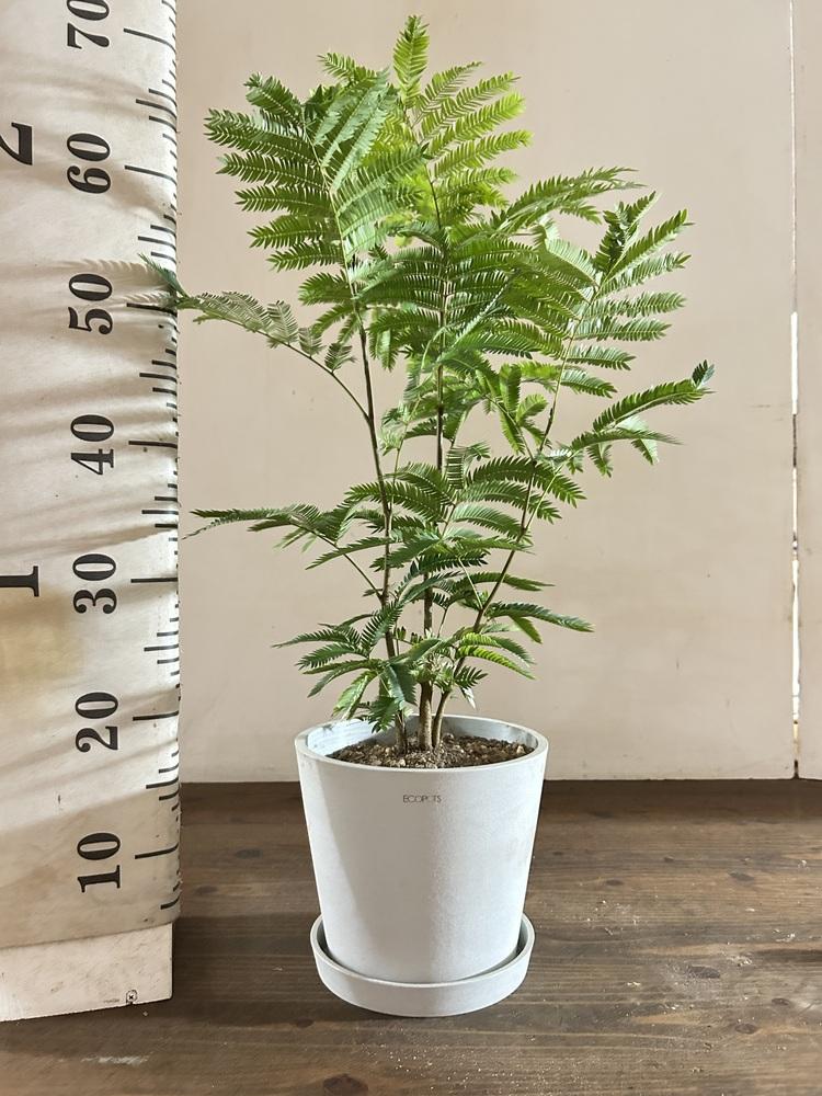 エバーフレッシュ S | 観葉植物の通販 AND PLANTS (アンドプランツ)