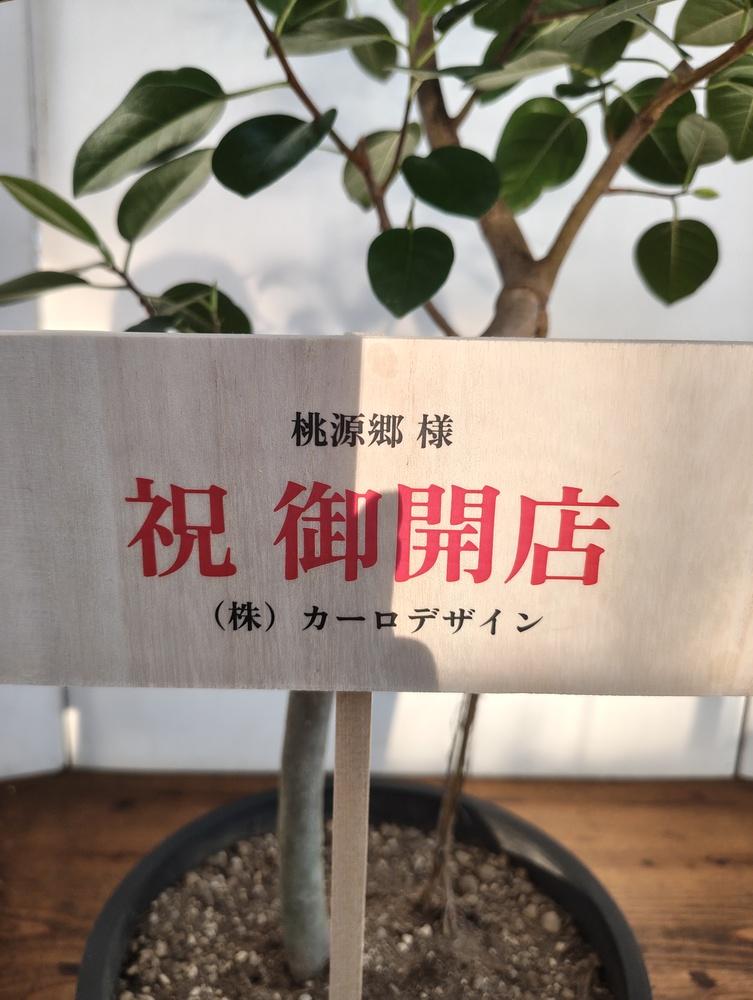 フランスゴムの木 まがり L