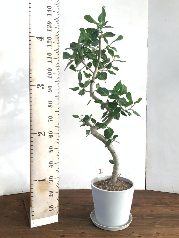 フィカス・ベンガレンシス らせん L〈沖縄産〉