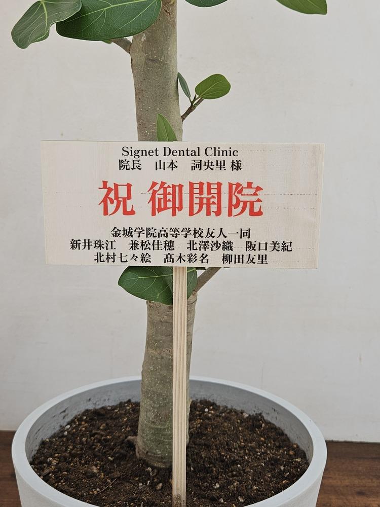 フィカス・ベンガレンシス L