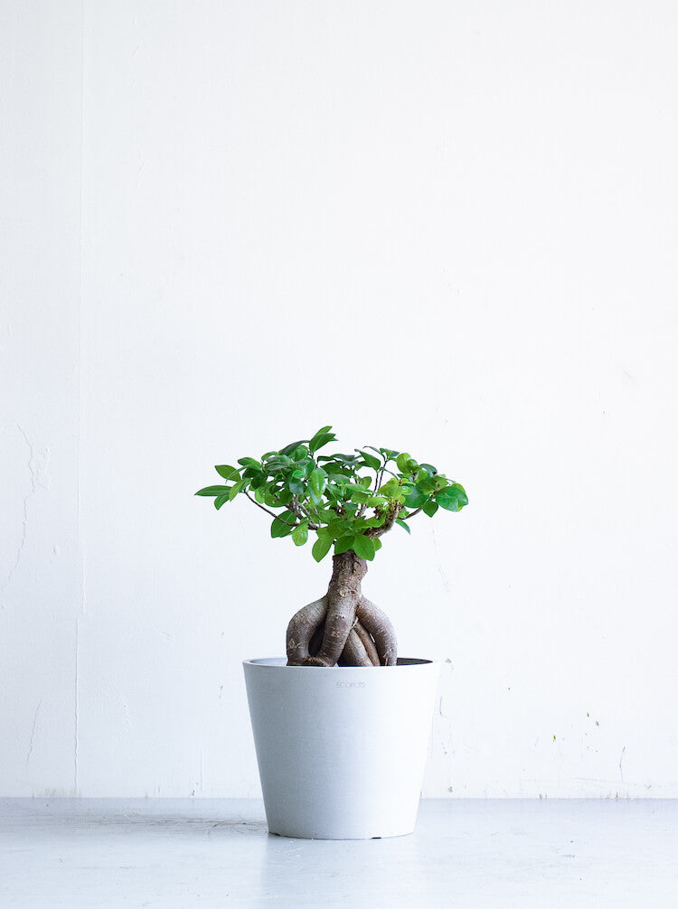 【母の日】ガジュマル S