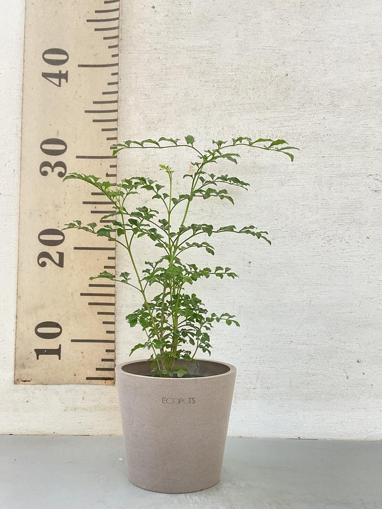 サンスベリア・ボンセレンシス Table-S