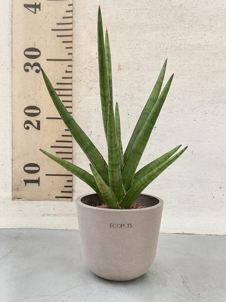 サンスベリア・ボブ Table-S