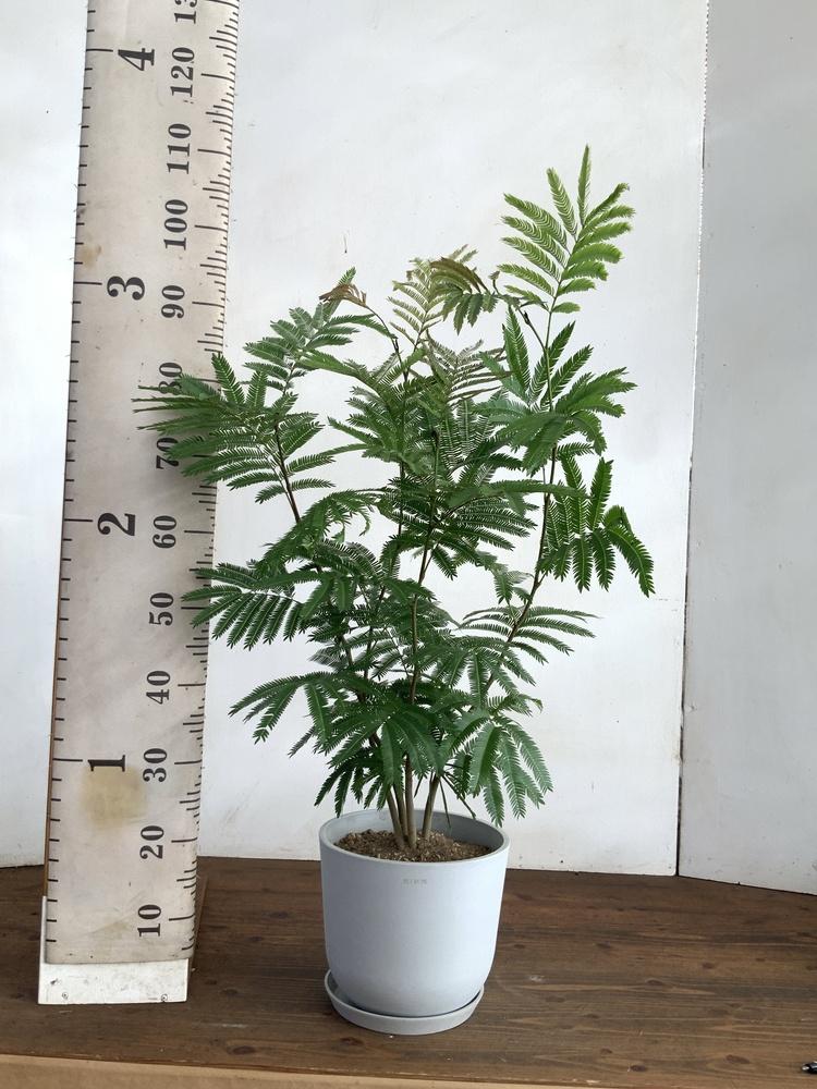 エバーフレッシュ M