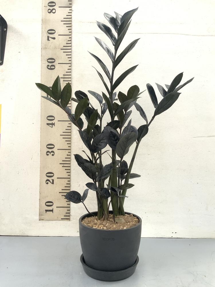 ザミオクルカス・レイヴン Table-L