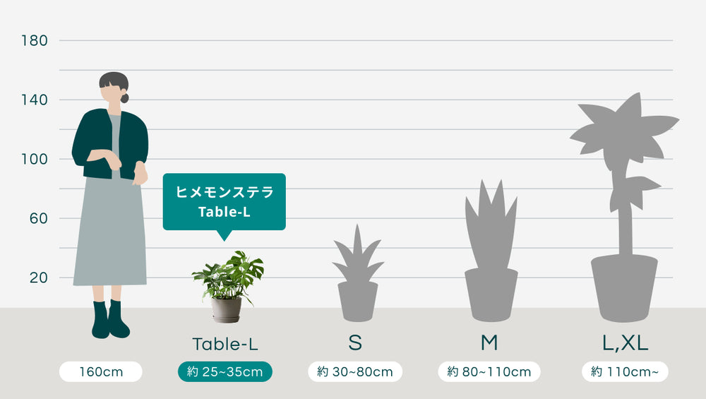 ヒメモンステラ Table-Lのサイズ