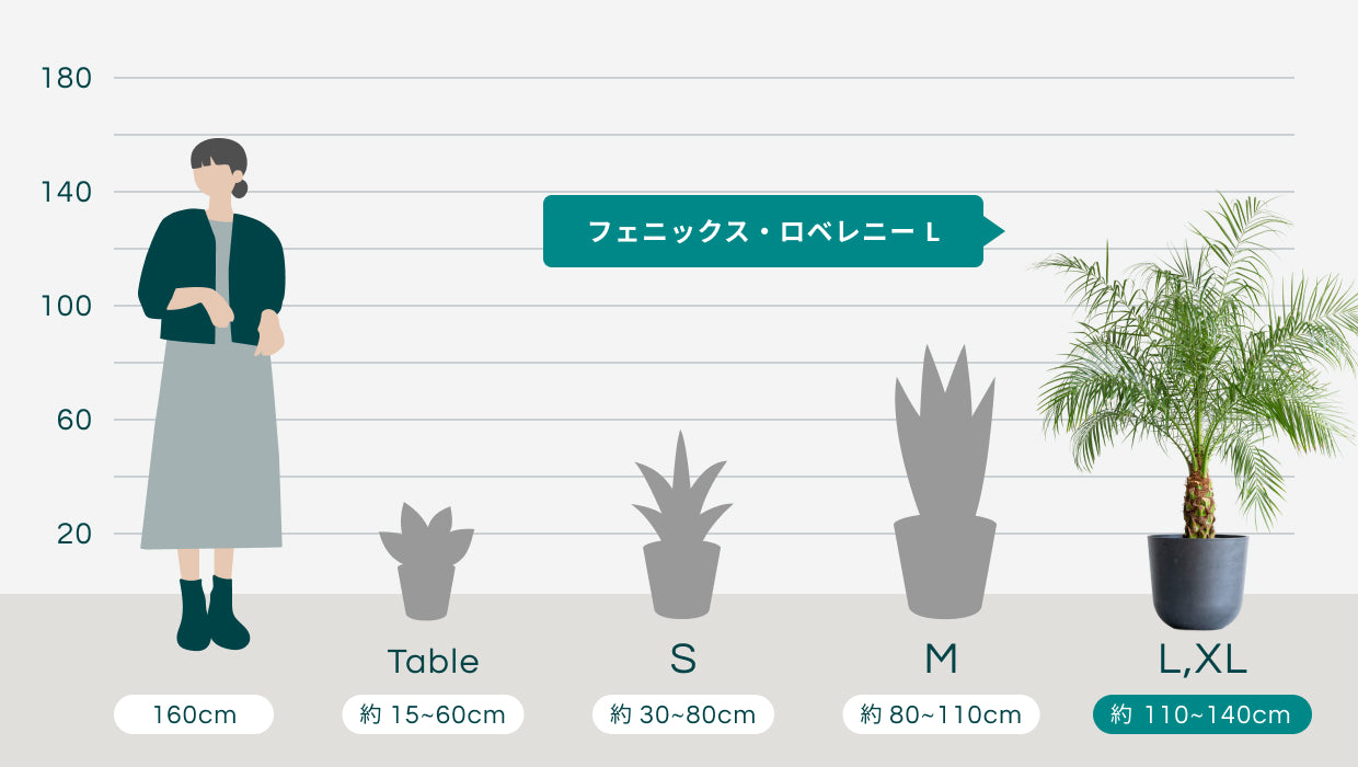 フェニックス・ロベレニー L | 観葉植物の通販 AND PLANTS (アンド