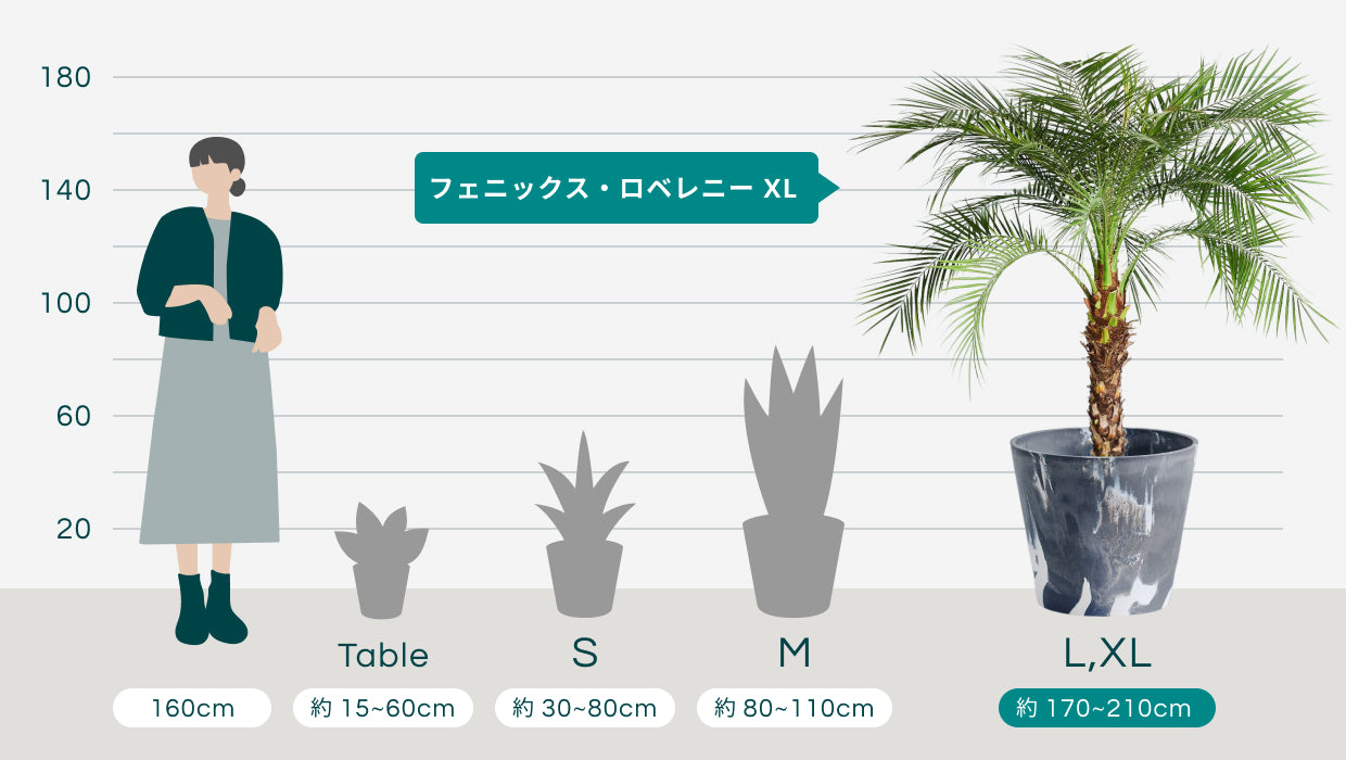 フェニックス・ロベレニー XL 【首都圏限定】(樹脂ポット ブラック フェニックス・ロベレニー XL 【首都圏限定】(樹脂ポット ブラック