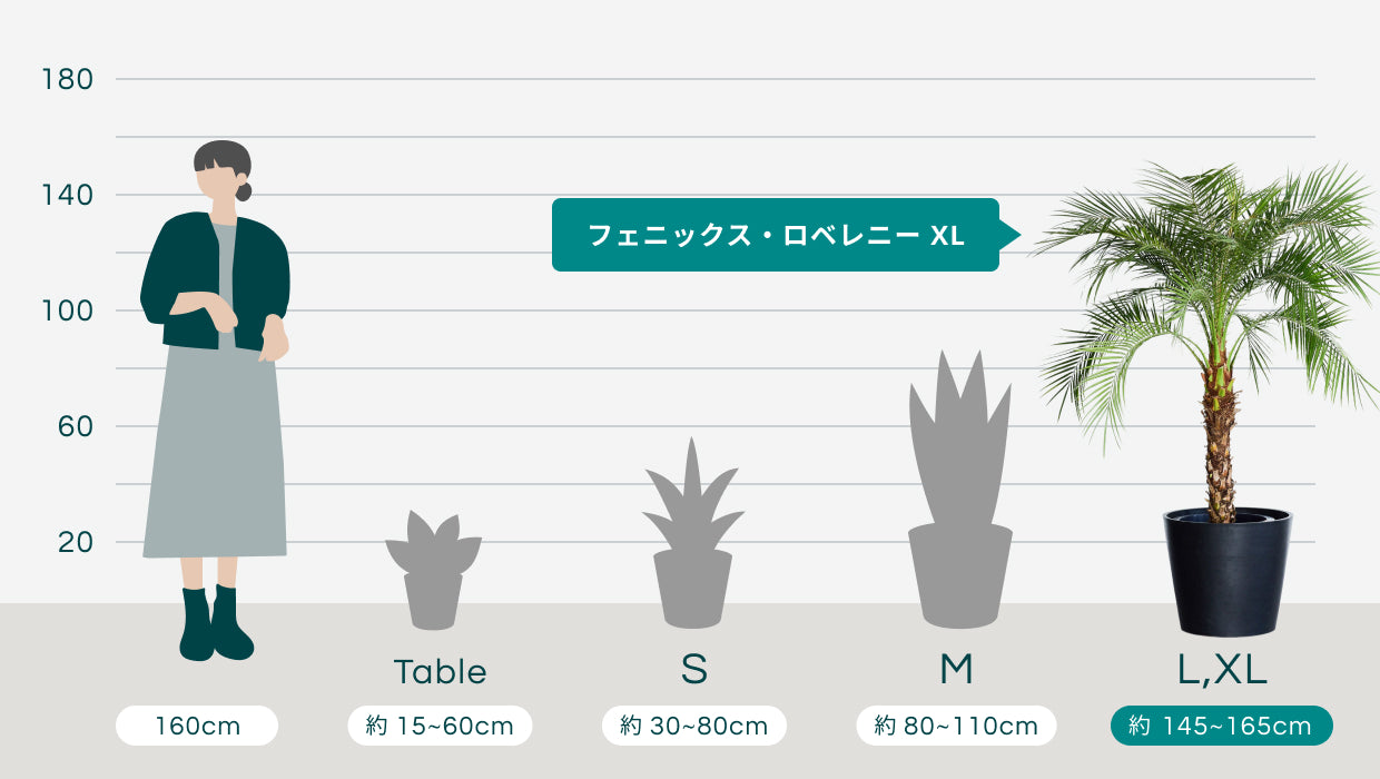 フェニックス・ロベレニー XL 【首都圏限定】 | 観葉植物の通販 AND