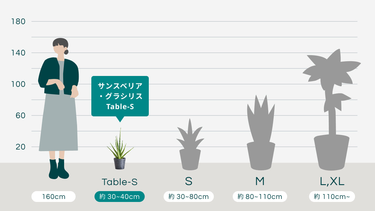 サンスベリア・グラシリス Table-S | 観葉植物の通販 AND PLANTS