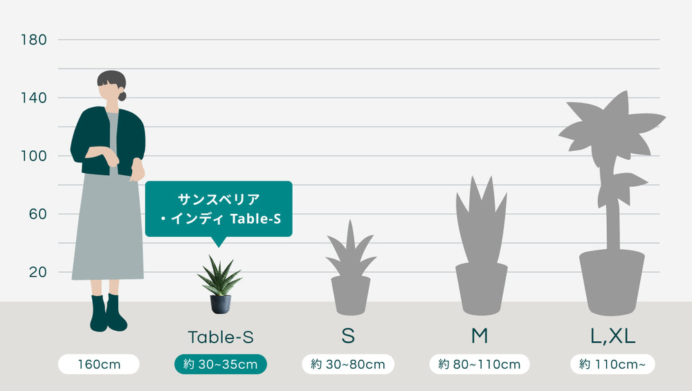 サンスベリア・インディ Table-Sのサイズ