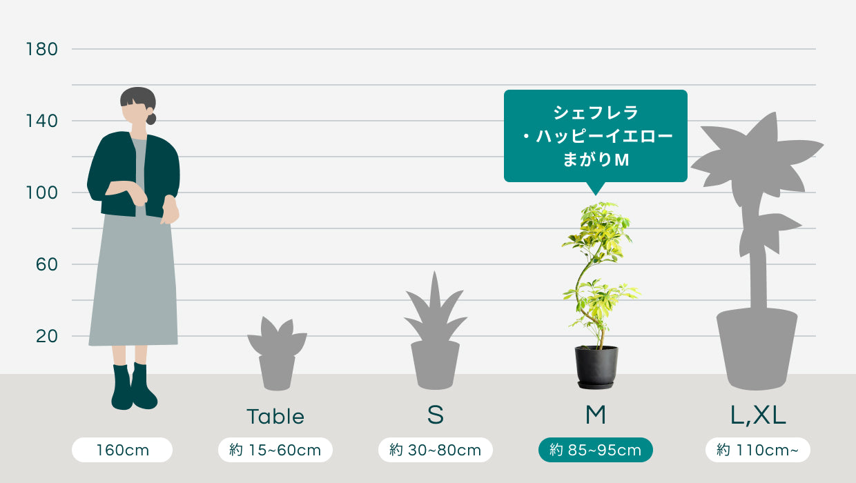 シェフレラ・ハッピーイエロー まがりM | 観葉植物の通販 AND PLANTS