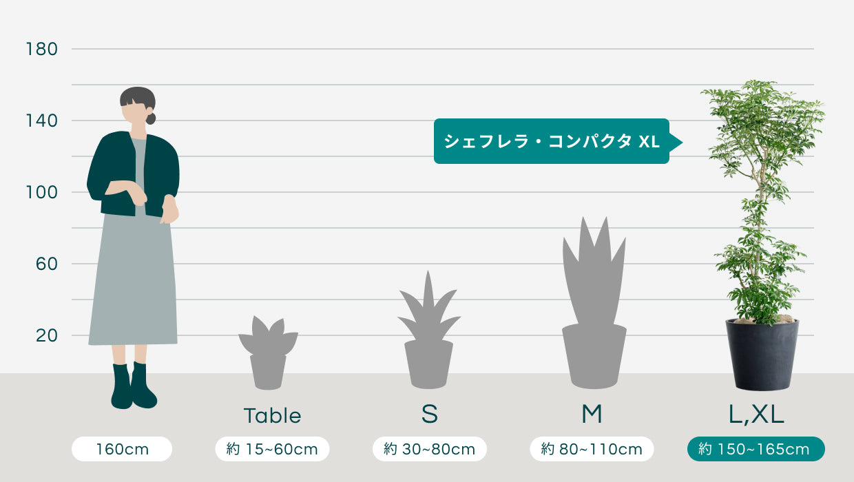 シェフレラ・コンパクタ XL | 観葉植物の通販 AND PLANTS (アンドプランツ)
