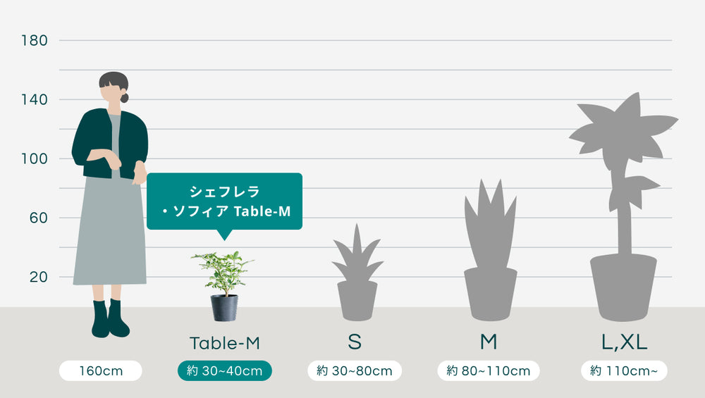 シェフレラ・ソフィア Table-Mのサイズ