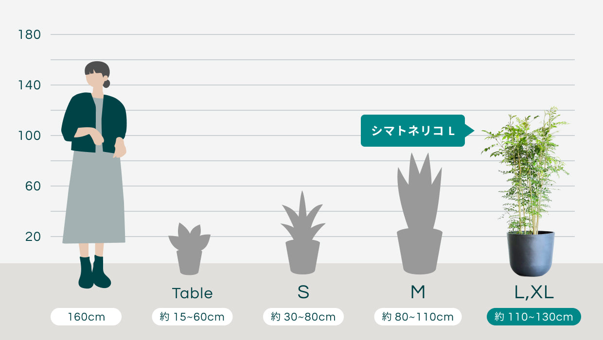 シマトネリコ L | 観葉植物の通販 AND PLANTS (アンドプランツ)