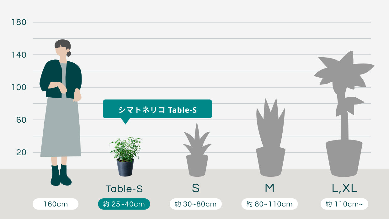 シマトネリコ Table-S | 観葉植物の通販 AND PLANTS (アンドプランツ)