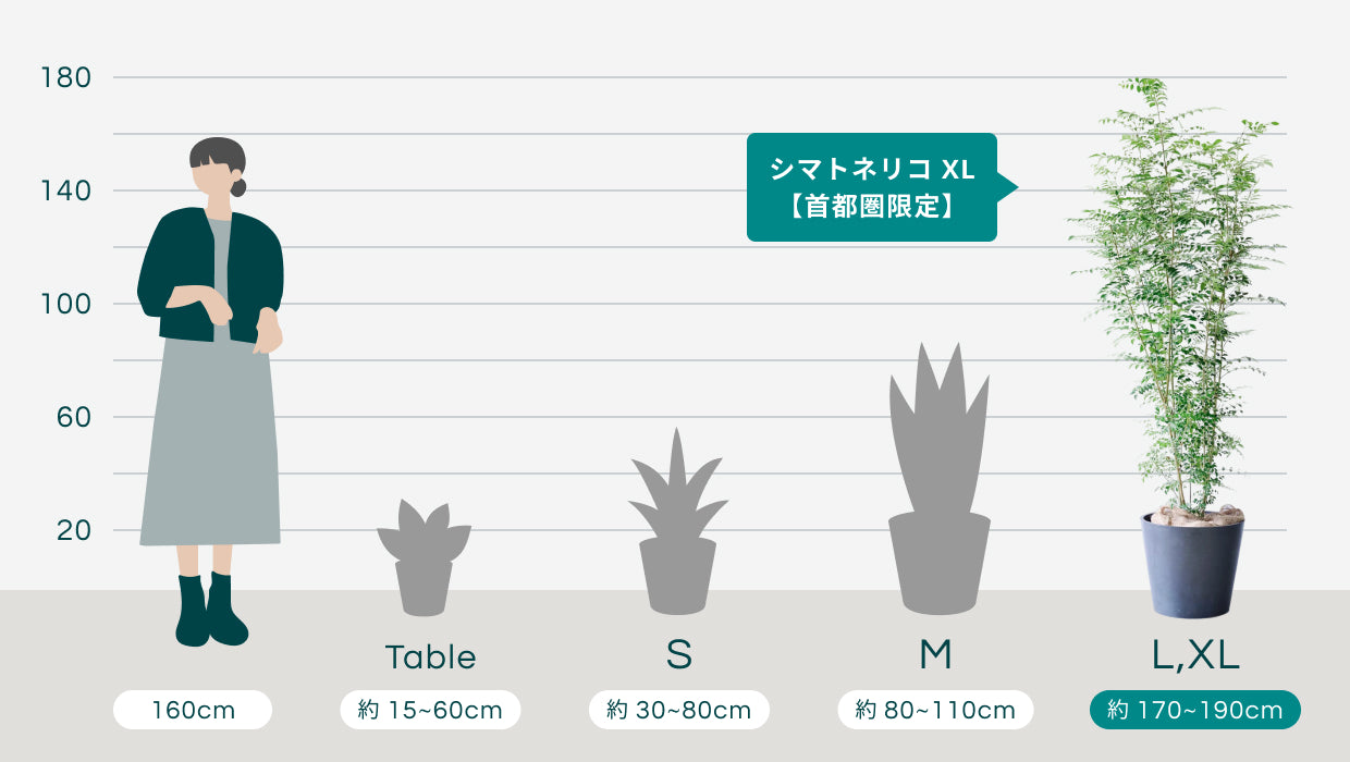 (ブルー鉢付き)シマトネリコ シマトネリコ XL 【首都圏限定】 | 観葉植物の通販 AND PLANTS (アンド