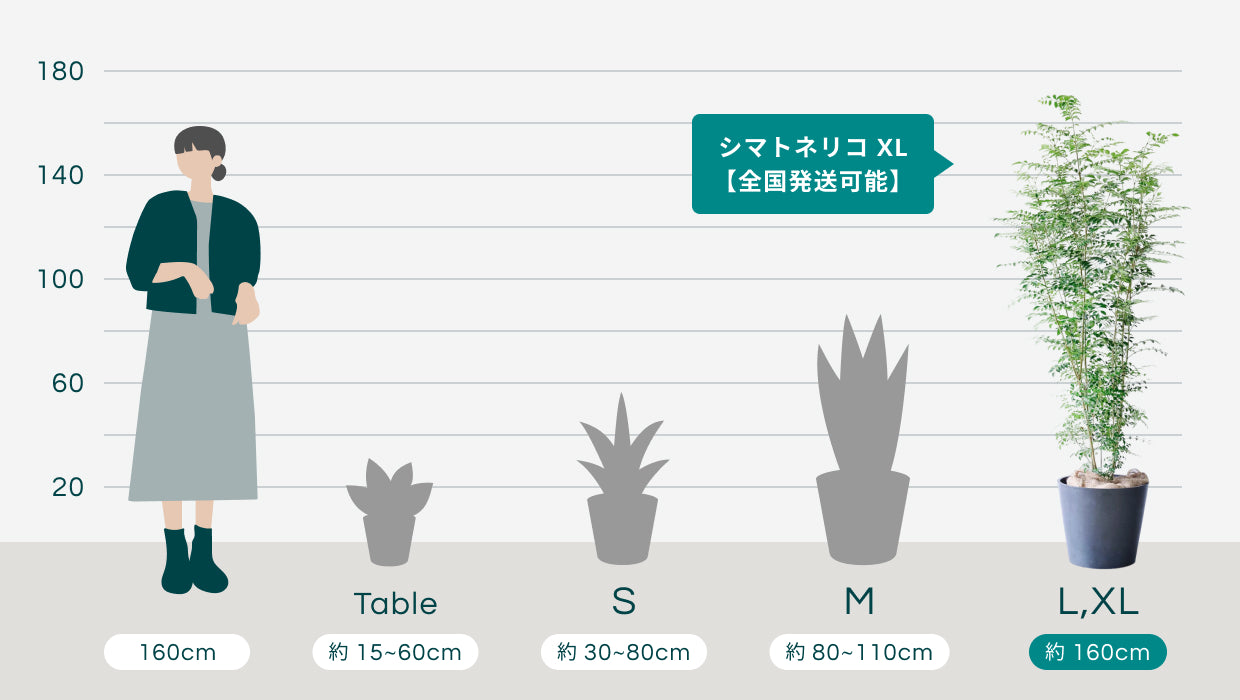 シマトネリコ XL 【全国発送可能】 | 観葉植物の通販 AND PLANTS
