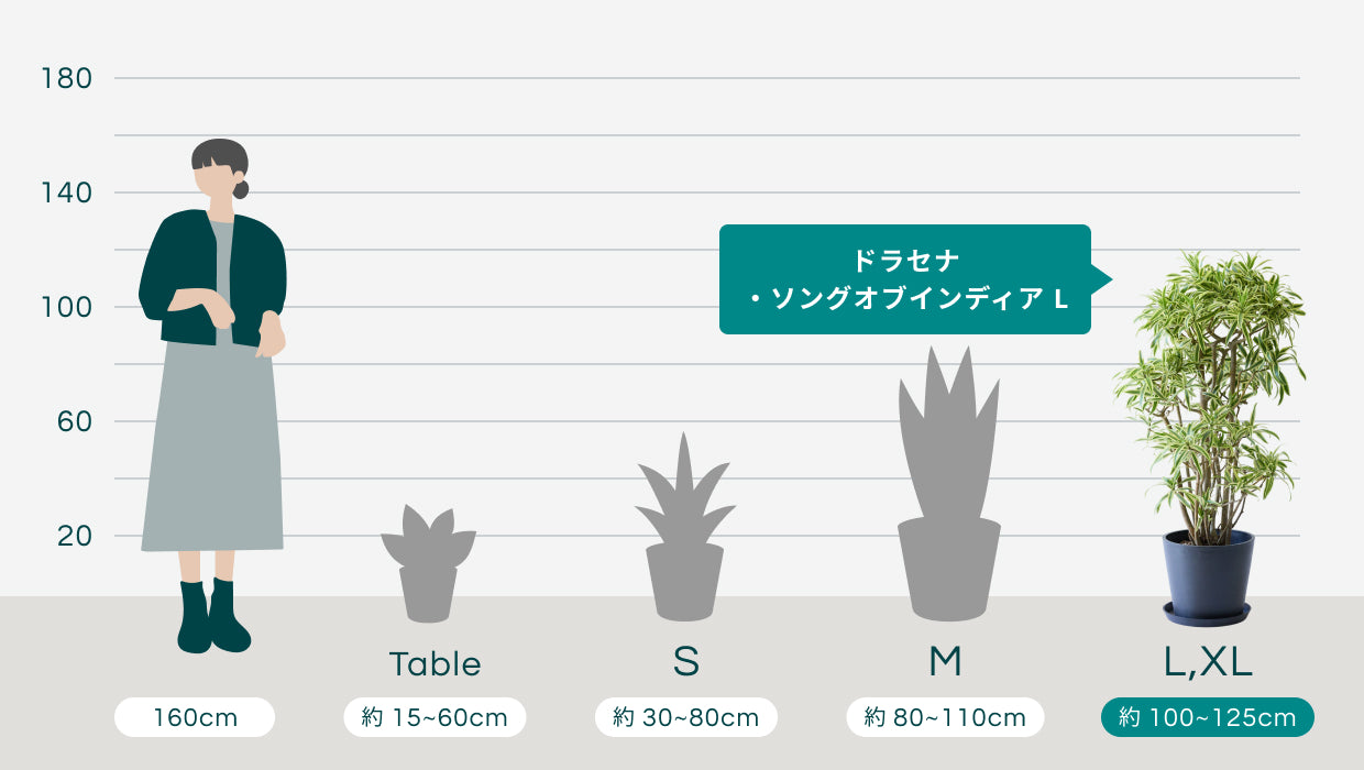ドラセナ・ソングオブインディア L | 観葉植物の通販 AND PLANTS