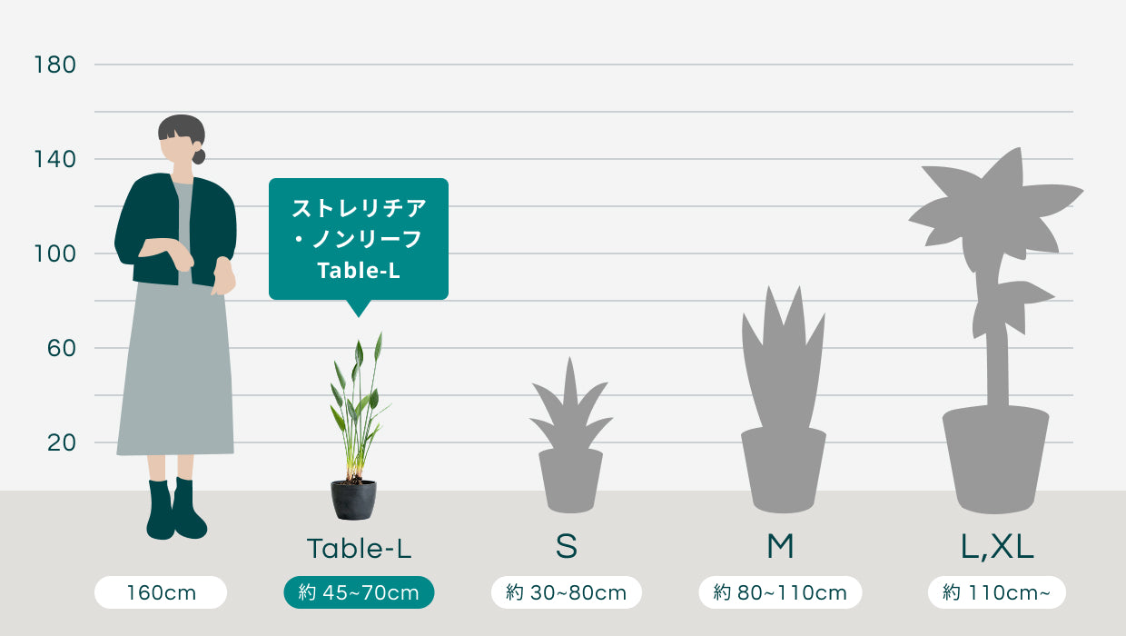 ストレリチア・ノンリーフ Table-L | 観葉植物の通販 AND PLANTS