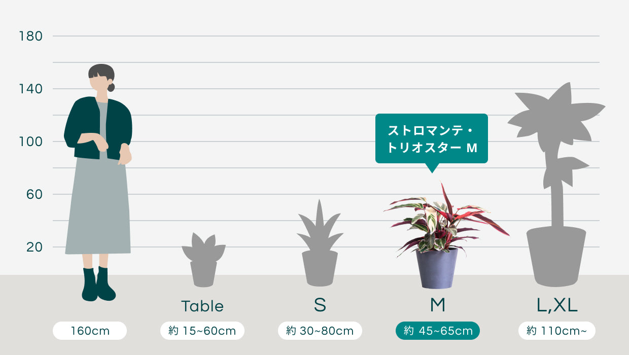 ストロマンテ・トリオスター M | 観葉植物の通販 AND PLANTS (アンド