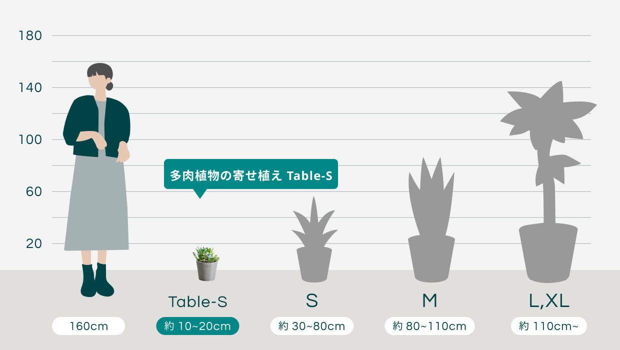 多肉植物の寄せ植え Table-M | 観葉植物の通販 AND PLANTS (アンド