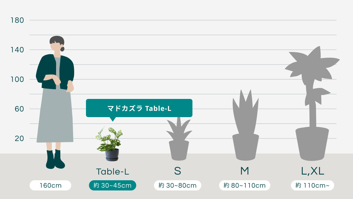 マドカズラ Table-L | 観葉植物の通販 AND PLANTS (アンドプランツ)