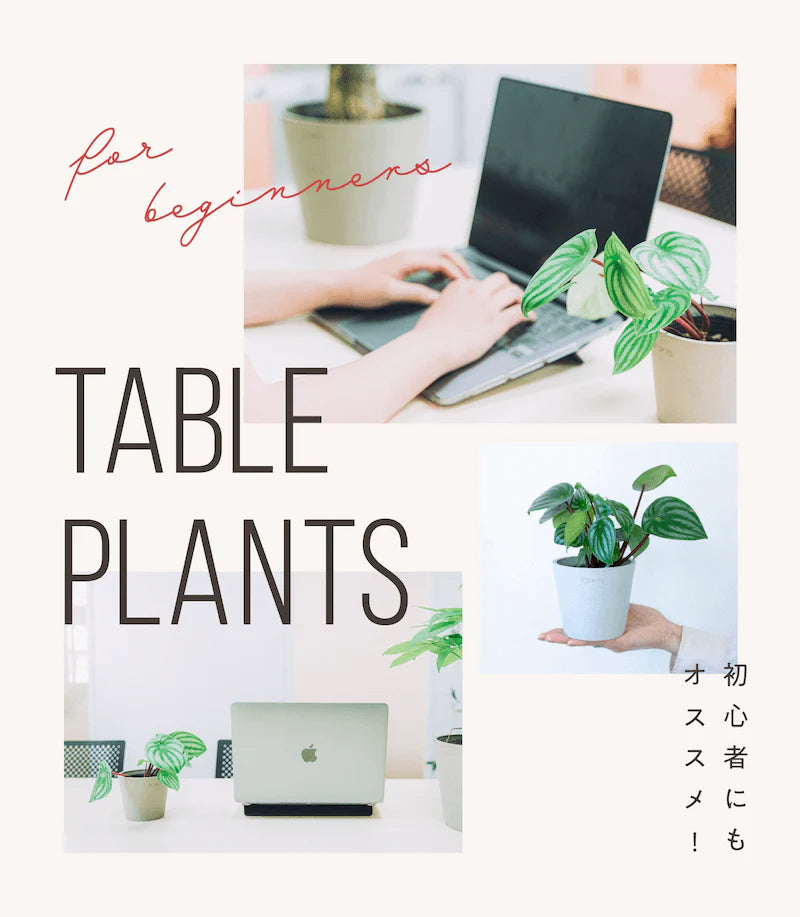 AND PLANTS (アンドプランツ) | 観葉植物・お花の通販