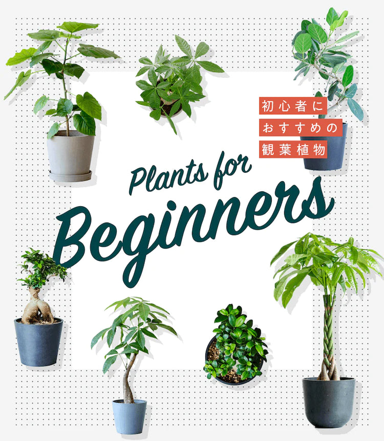 アンドプランツの観葉植物 | AND PLANTS (アンドプランツ) アンドプランツの観葉植物 | AND PLANTS (アンドプランツ)