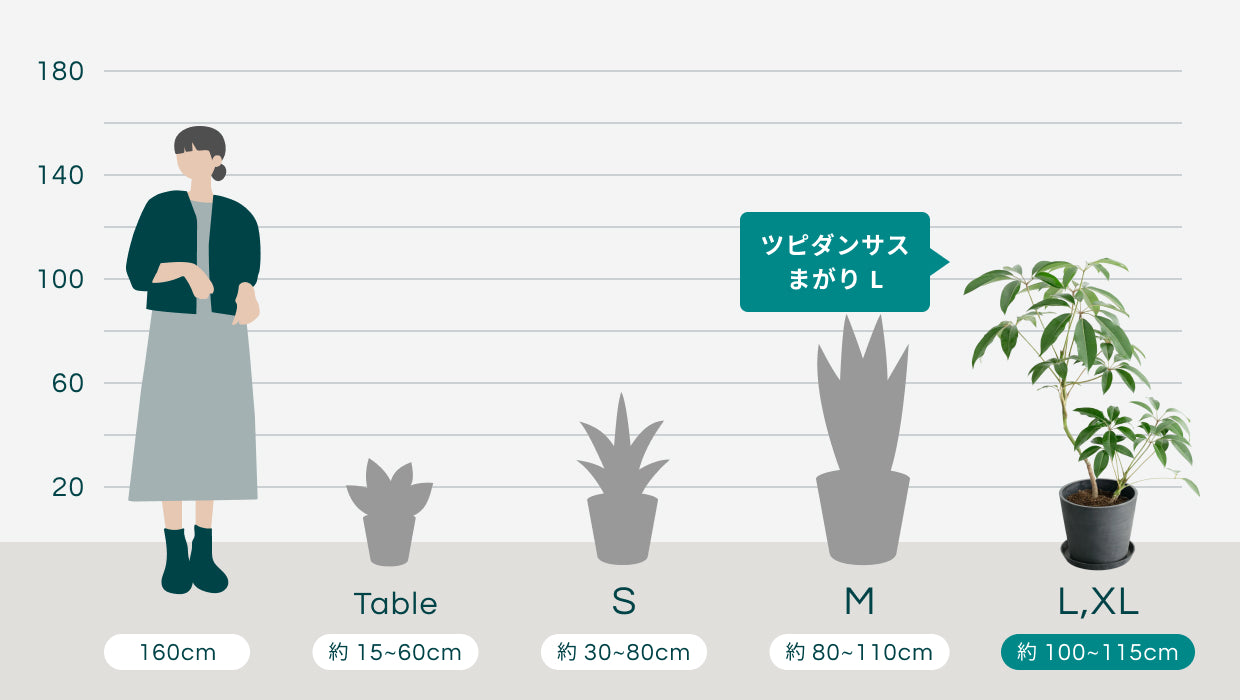ツピダンサス まがり L | 観葉植物の通販 AND PLANTS (アンドプランツ)