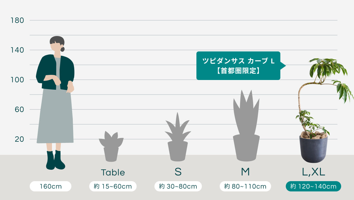ツピダンサス カーブ L【首都圏限定】 | 観葉植物の通販 AND PLANTS ツピダンサス カーブ L【首都圏限定】 | 観葉植物の通販 AND PLANTS