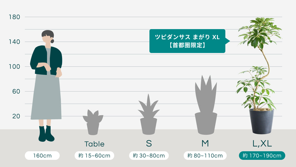 ツピダンサス まがり XL 【首都圏限定】 | 観葉植物の通販 AND PLANTS