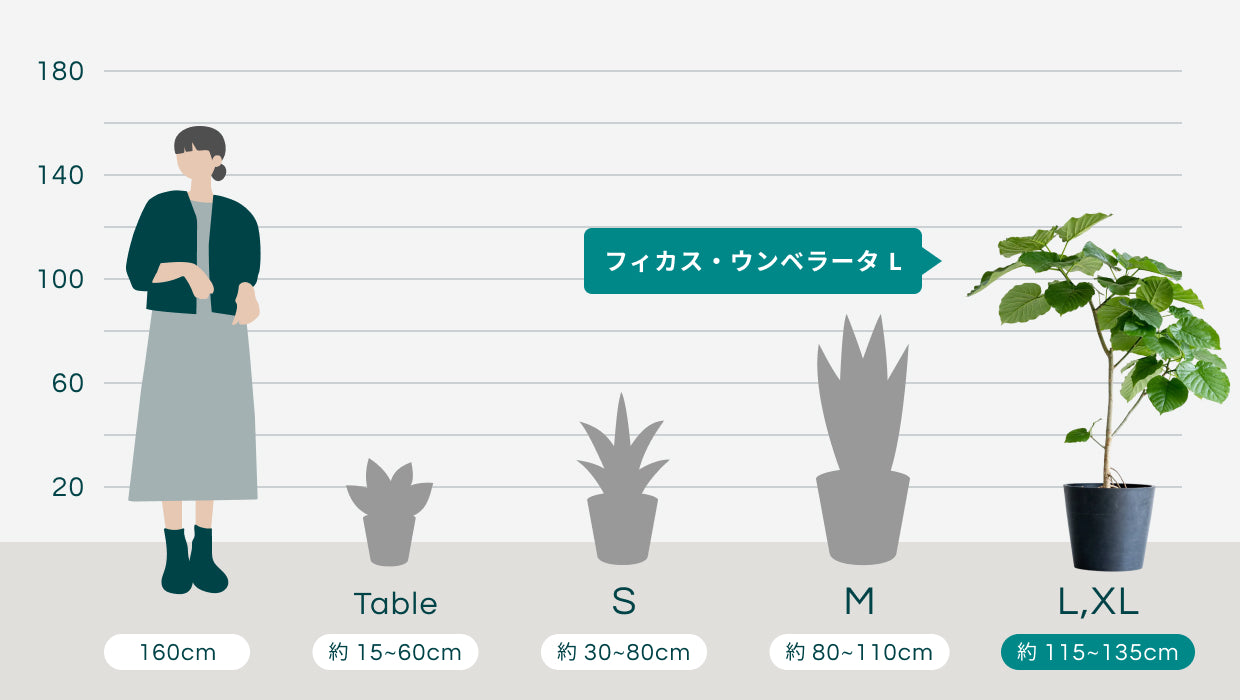 フィカス・ウンベラータ L | 観葉植物の通販 AND PLANTS (アンドプランツ)