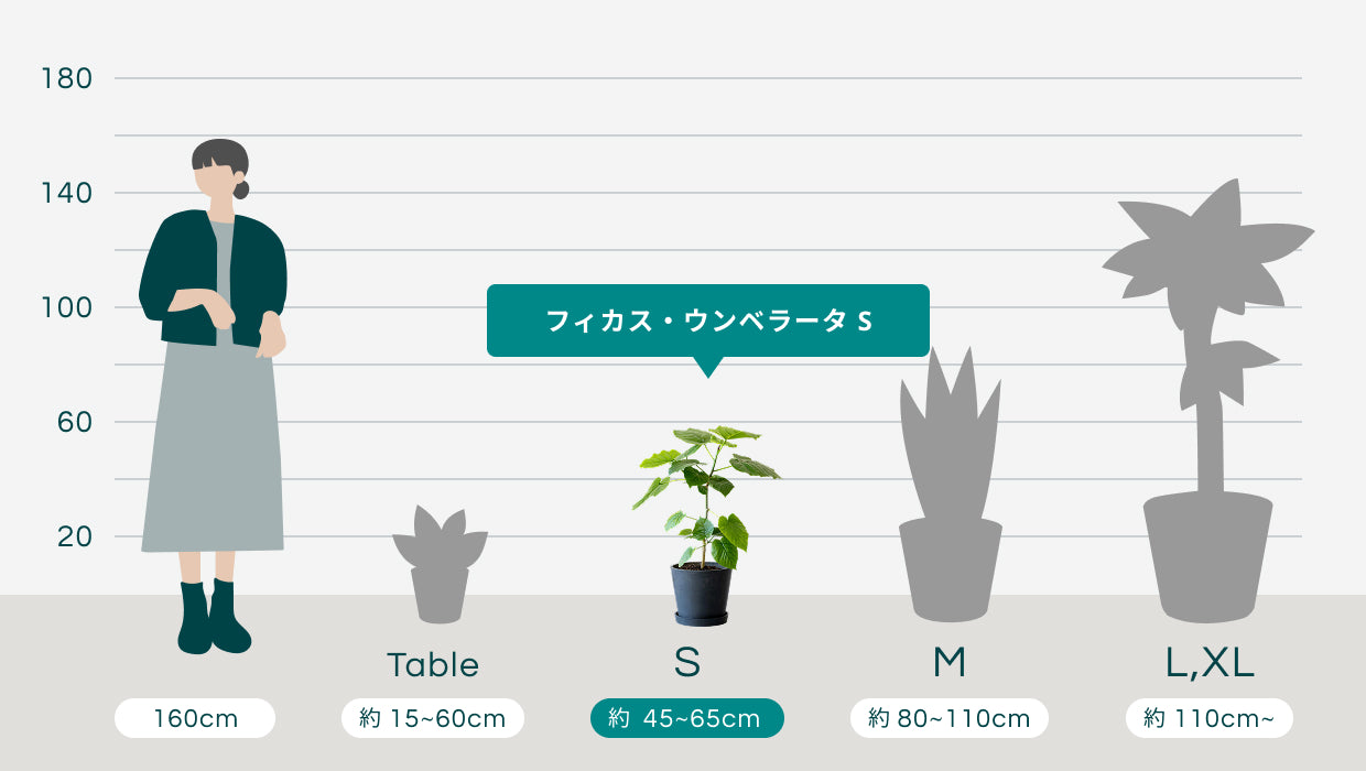 フィカス・ウンベラータ S | 観葉植物の通販 AND PLANTS (アンドプランツ)