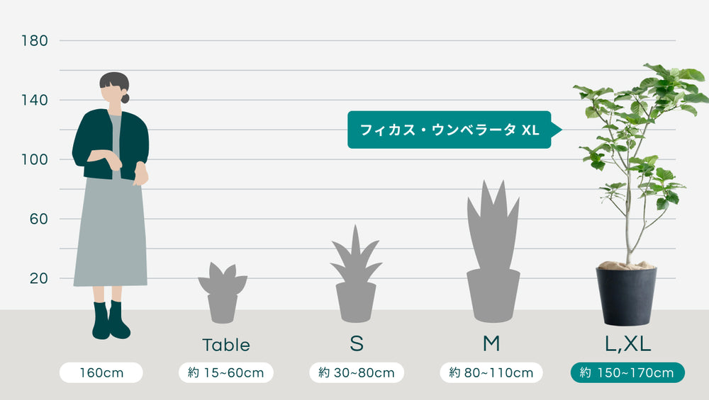 フィカス・ウンベラータ XLのサイズ