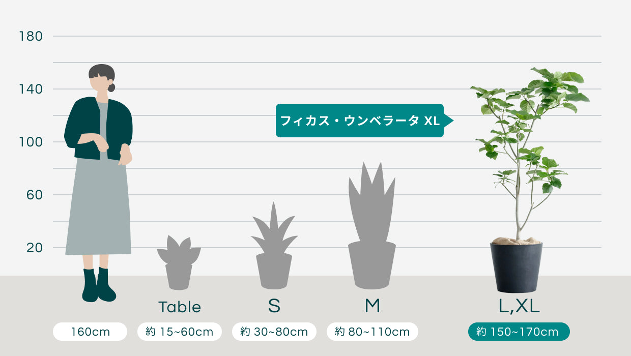 フィカス・ウンベラータ XL | 観葉植物の通販 AND PLANTS (アンドプランツ)