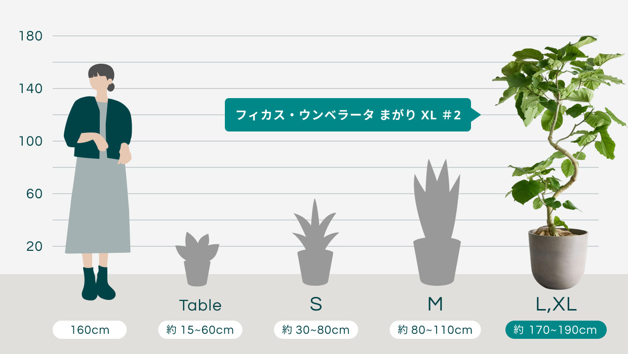 フィカス・ウンベラータ まがり XL ＃2 【首都圏限定】 | 観葉植物の