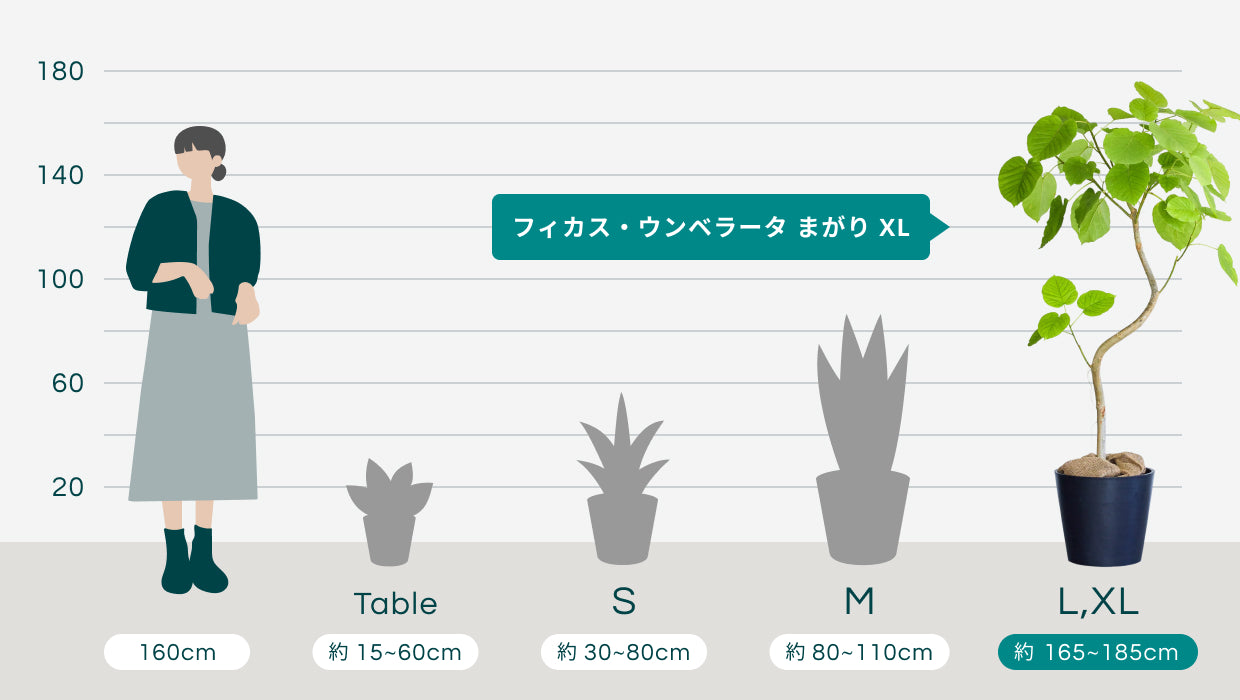 フィカス・ウンベラータ まがり XL 【首都圏限定】 | 観葉植物の通販