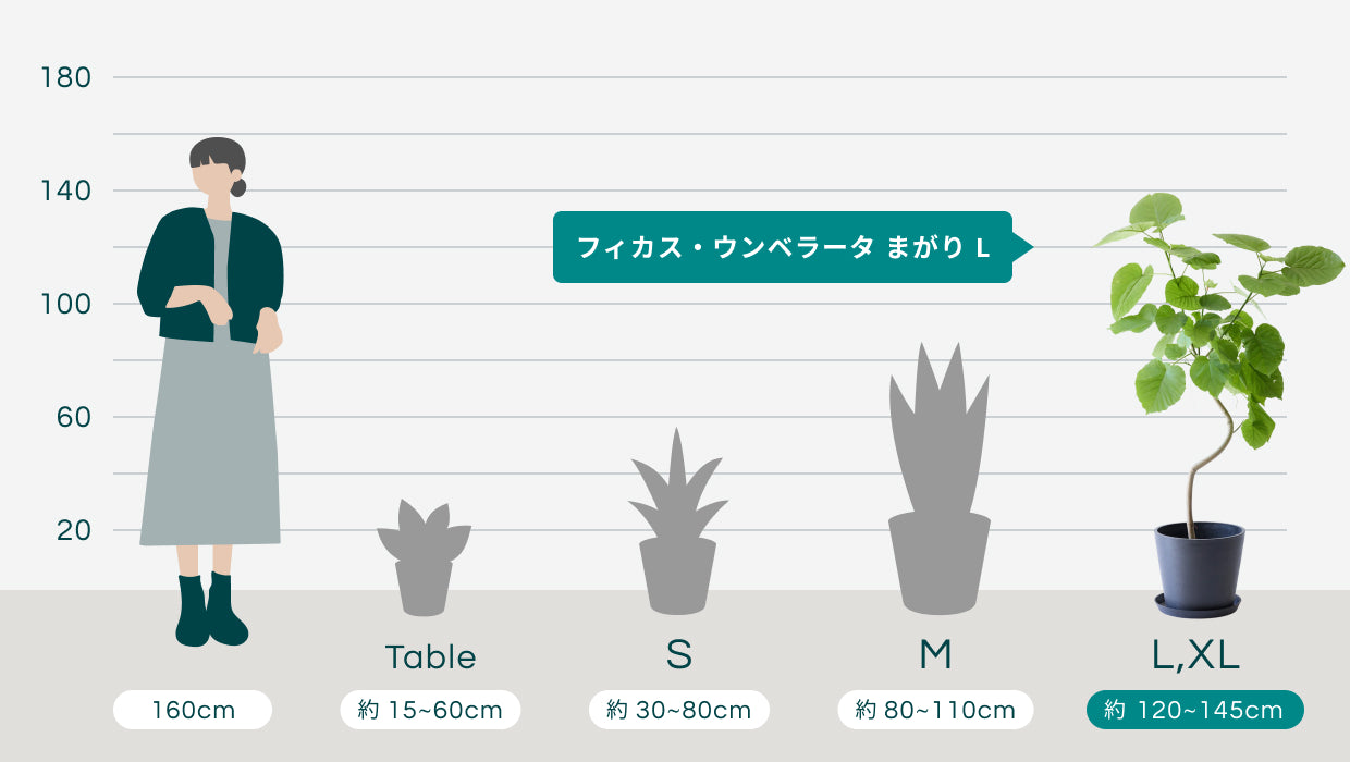 観葉植物 フィカス・ウンベラータ まがり L フィカス・ウンベラータ まがり L〈沖縄産〉 | 観葉植物の通販 AND