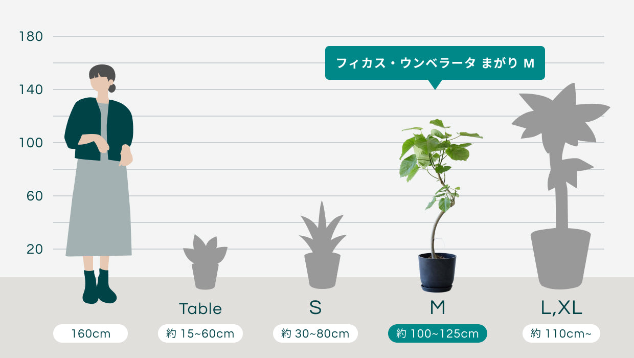 フィカス・ウンベラータ まがり M 〈沖縄産〉 | 観葉植物の通販 AND