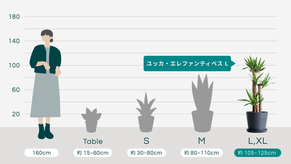 ユッカ・エレファンティペス Lのサイズ