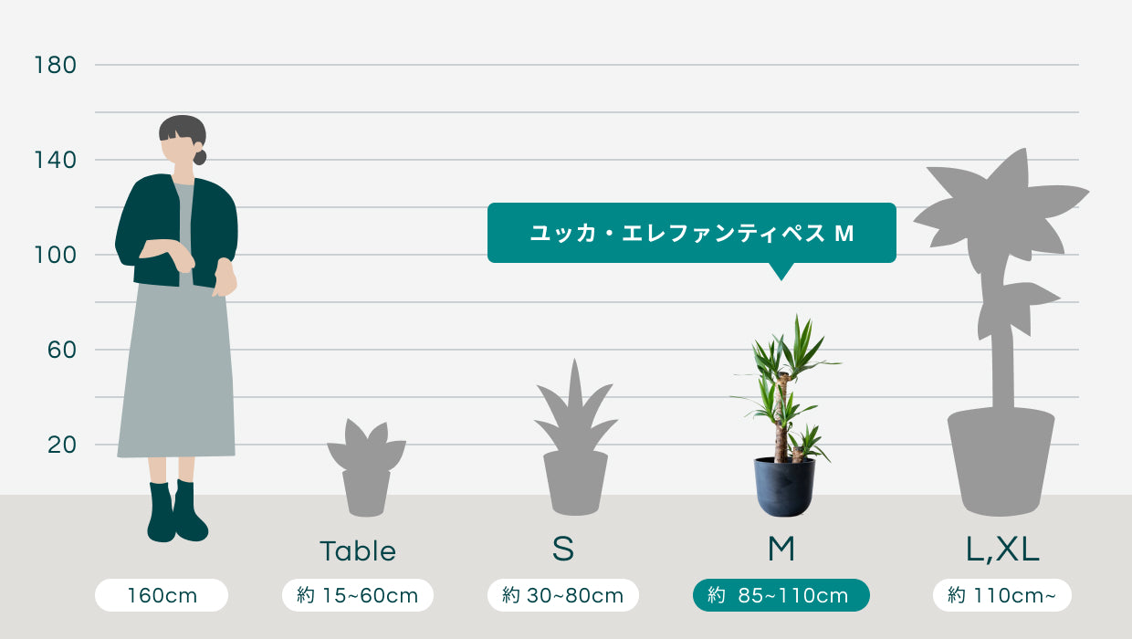 ユッカ・エレファンティペス M | 観葉植物の通販 AND PLANTS (アンド