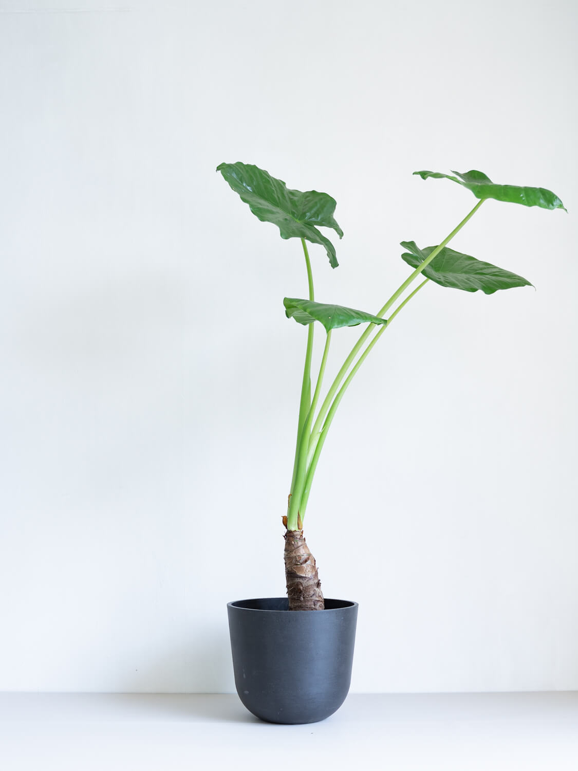 【値下げします】クワズイモ 楽天市場】シマクワズイモの通販