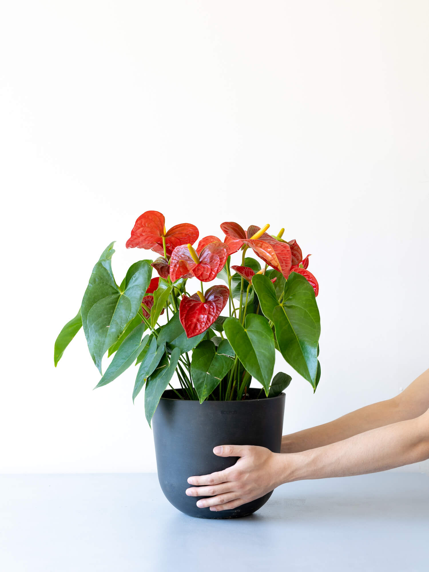 アンスリウム S | 観葉植物の通販 AND PLANTS (アンドプランツ)