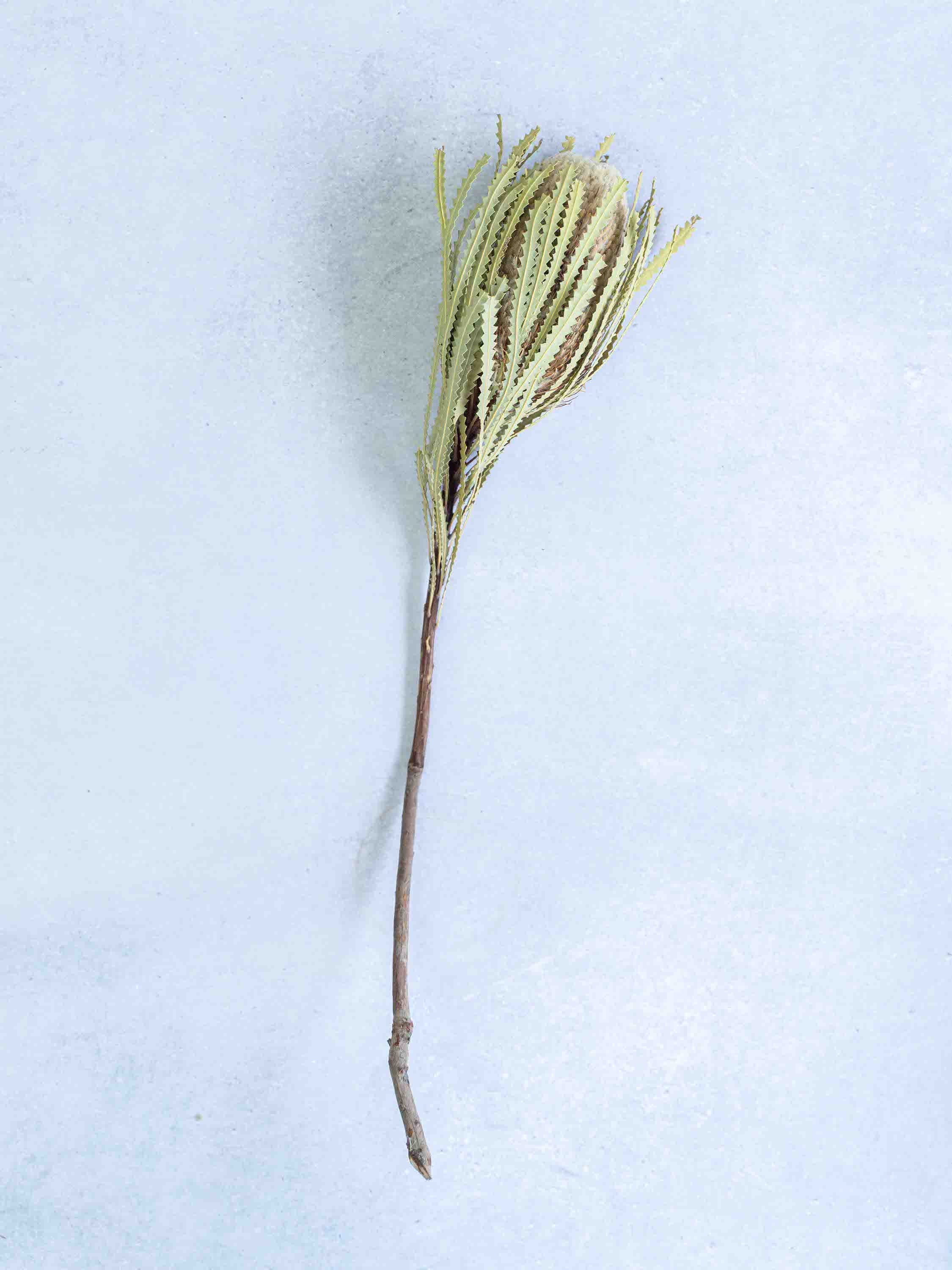 ドライ花材 バンクシア フーケリアーナ | お花の通販 AND PLANTS 