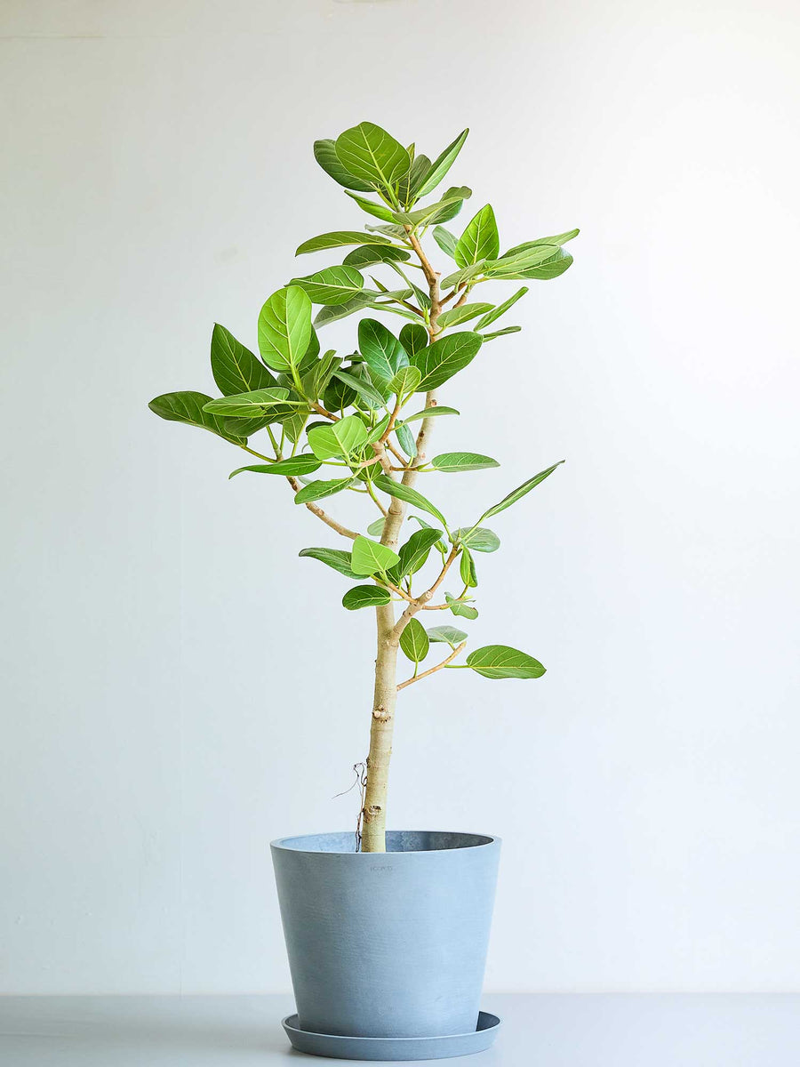 フィカス・ベンガレンシス 10号 | 観葉植物の通販 AND PLANTS (アンド
