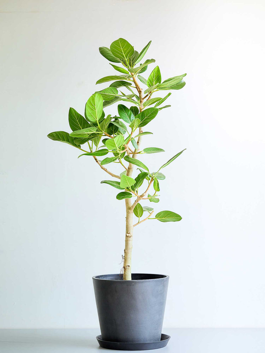 フィカス・ベンガレンシス 10号 | 観葉植物の通販 AND PLANTS (アンド