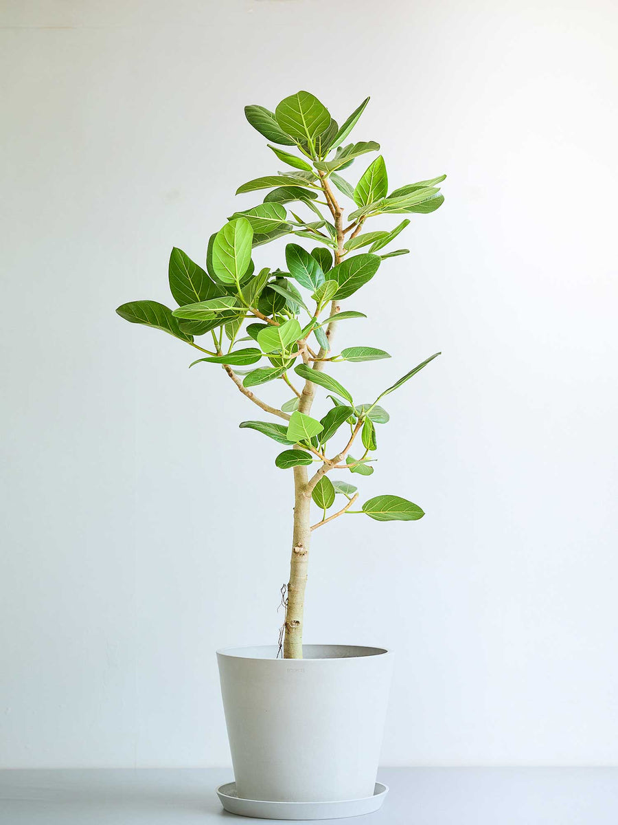フィカス・ベンガレンシス 10号 | 観葉植物の通販 AND PLANTS (アンド