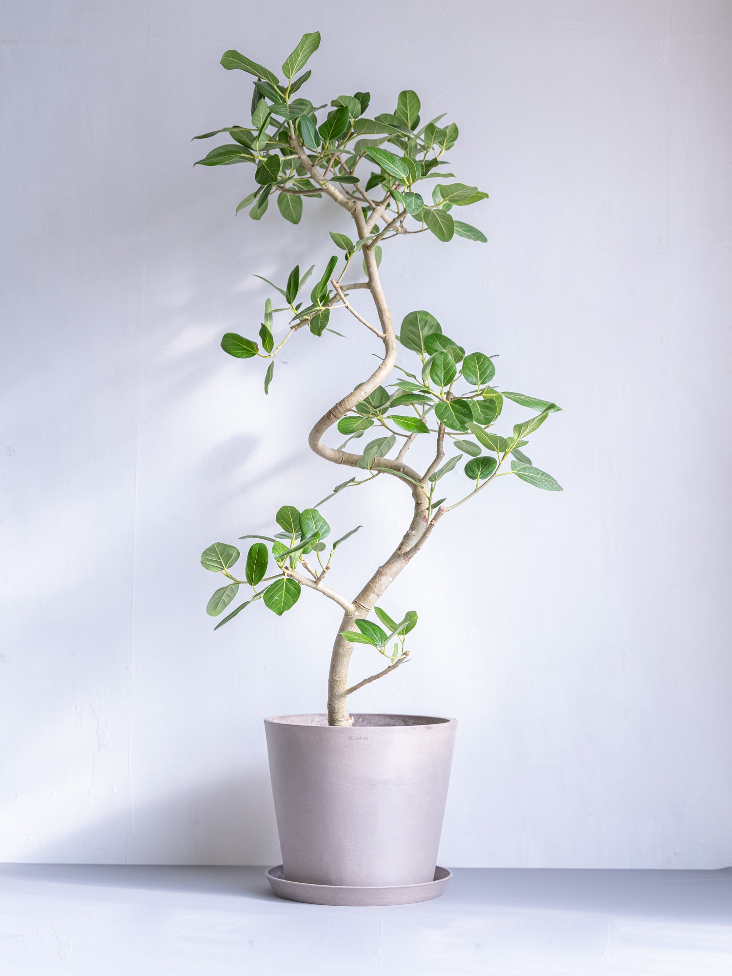 フィカス・ベンガレンシス まがり L 〈沖縄産〉 | 観葉植物の通販 AND